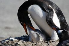 Eselspinguin (86 von 97).jpg